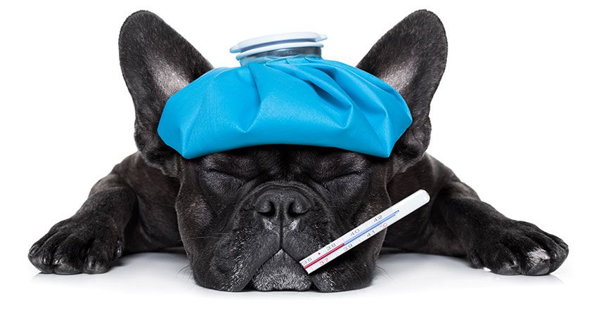 Signs Your Dog Is Getting Sick - Orange Tustin Animal Hospital